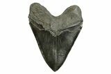 Serrated, Fossil Megalodon Tooth - Massive River Meg #254579-2